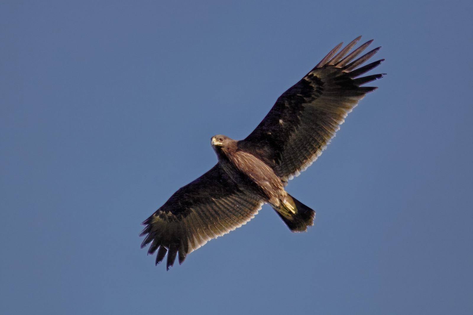 image Greater Spotted Eagle
